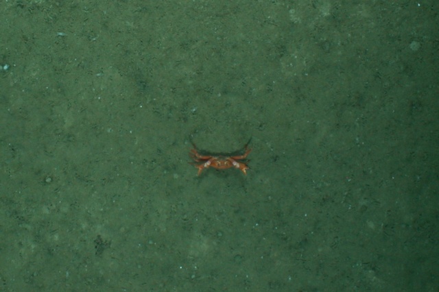 Crab seen by the tow camera