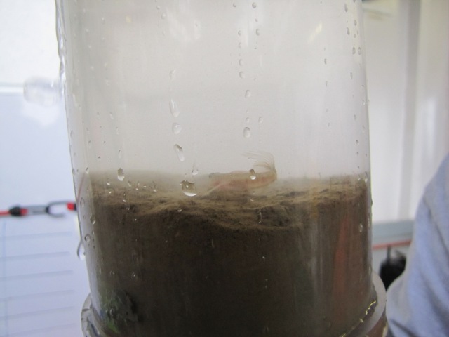 Goby fish in sediment sample